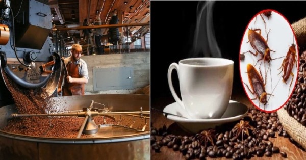 कॉफी में कॉकरोच